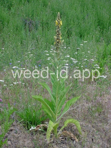 mullein, common
